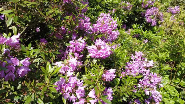 Rhododendrons in flower