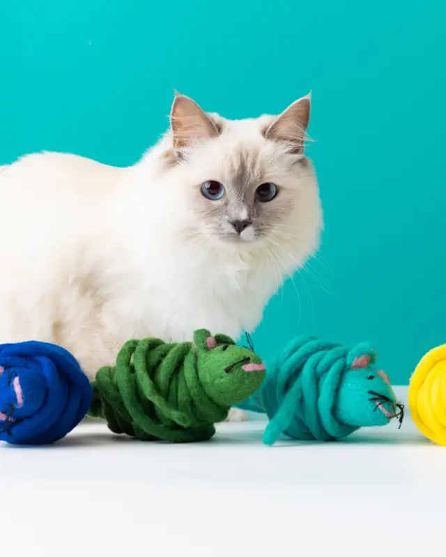 A white cat with colourful felted mouse toys